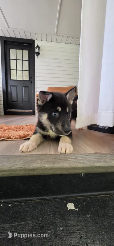 Blue – German Shepherd Dog, Siberian Husky puppy for sale in Jacksonville, FL