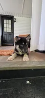 Blue, a male German Shepherd Dog and Siberian Husky for sale in Jacksonville, FL – 1 of 3