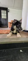 Blue, a male German Shepherd Dog and Siberian Husky for sale in Jacksonville, FL – 2 of 3
