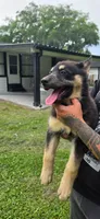 Red, a female German Shepherd Dog and Siberian Husky for sale in Jacksonville, FL – 3 of 3