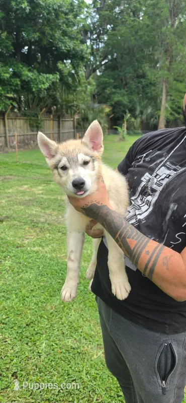 Pink – German Shepherd Dog, Siberian Husky puppy for sale in Jacksonville, FL