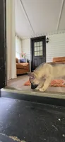 Green, a male German Shepherd Dog and Siberian Husky for sale in Jacksonville, FL – 3 of 3
