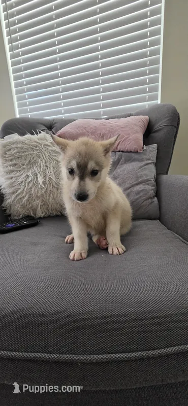 Pink – German Shepherd Dog, Siberian Husky puppy for sale in Jacksonville, FL