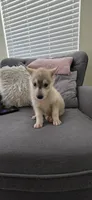 Pink, a female German Shepherd Dog and Siberian Husky for sale in Jacksonville, FL – 1 of 3