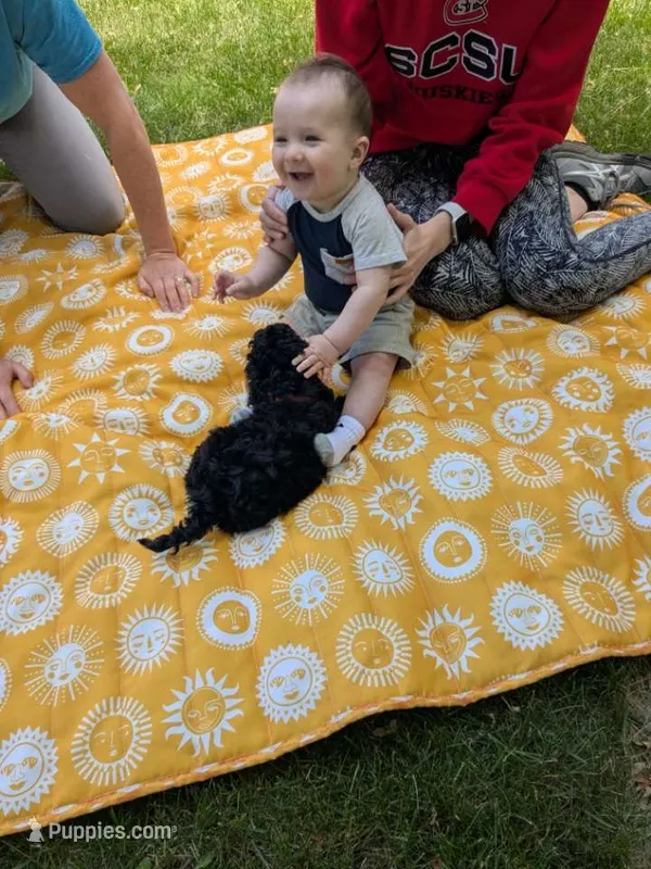 Thunder – Cockapoo puppy for sale in Marshall, MN