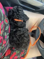 Thunder, a male Cockapoo for sale in Marshall, MN – 3 of 3