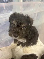 paws , a male Miniature Schnauzer for sale in Vacaville, CA – 2 of 4