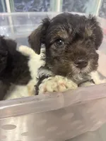 paws , a male Miniature Schnauzer for sale in Vacaville, CA – 4 of 4