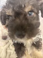 paws , a male Miniature Schnauzer for sale in Vacaville, CA – 3 of 4