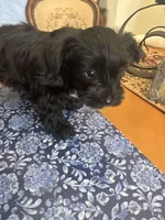 Elliot, a male Miniature Schnauzer and Mini Yorkshire Aussie for sale in Vacaville, CA – 6 of 6