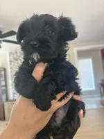 Elliot, a male Miniature Schnauzer and Mini Yorkshire Aussie for sale in Vacaville, CA – 5 of 6