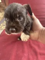 brownie , a male Miniature Schnauzer for sale in Vacaville, CA – 1 of 6