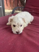 perla , a female Miniature Schnauzer for sale in Vacaville, CA – 2 of 4