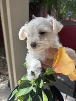 Snow, a male Miniature Schnauzer for sale in Vacaville, CA – 2 of 9