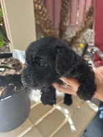 Blackie, a female Miniature Schnauzer for sale in Vacaville, CA – 8 of 8