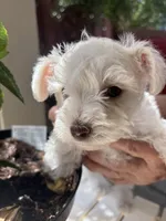 Snow, a male Miniature Schnauzer for sale in Vacaville, CA – 5 of 9