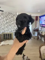 blackie , a male Miniature Schnauzer for sale in Vacaville, CA – 5 of 7