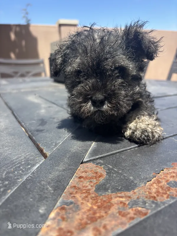 Rambo – Miniature Schnauzer puppy for sale in Vacaville, CA
