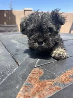 Rambo, a male Miniature Schnauzer for sale in Vacaville, CA – 1 of 6