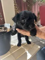 Blackie, a female Miniature Schnauzer for sale in Vacaville, CA – 3 of 8