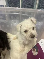 blankita, a female Miniature Schnauzer for sale in Vacaville, CA – 4 of 5