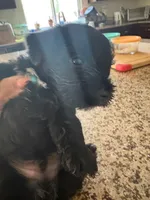 blackie , a male Miniature Schnauzer and Mini Yorkshire Aussie for sale in Vacaville, CA – 2 of 4
