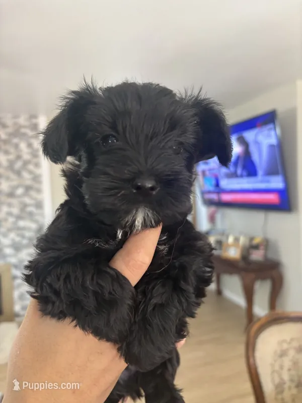 Elliot – Miniature Schnauzer, Mini Yorkshire Aussie puppy for sale in Vacaville, CA