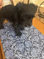 blackie , a male Miniature Schnauzer for sale in Vacaville, CA – 6 of 7