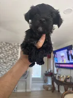 blackie , a male Miniature Schnauzer for sale in Vacaville, CA – 3 of 7