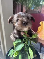 Betsy, a female Miniature Schnauzer for sale in Vacaville, CA – 2 of 7