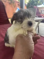 nena, a female Miniature Schnauzer for sale in Vacaville, CA – 3 of 4