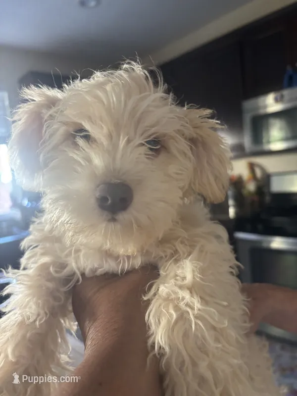 pebbles  – Miniature Schnauzer puppy for sale in Vacaville, CA