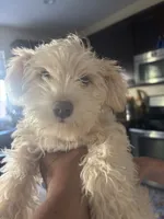 pebbles , a female Miniature Schnauzer for sale in Vacaville, CA – 1 of 4