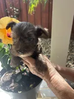 Betsy, a female Miniature Schnauzer for sale in Vacaville, CA – 3 of 7