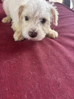 perla , a female Miniature Schnauzer for sale in Vacaville, CA – 3 of 4