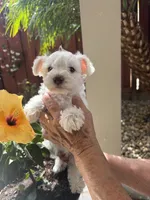 Snow, a male Miniature Schnauzer for sale in Vacaville, CA – 4 of 9