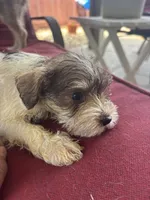 nena, a female Miniature Schnauzer for sale in Vacaville, CA – 4 of 4