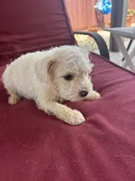 perla , a female Miniature Schnauzer for sale in Vacaville, CA – 4 of 4
