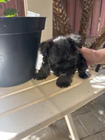 Rambo, a male Miniature Schnauzer for sale in Vacaville, CA – 3 of 7