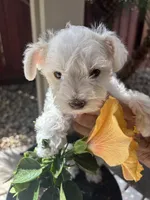 Snow, a male Miniature Schnauzer for sale in Vacaville, CA – 3 of 9