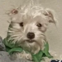 Luna, a female Miniature Schnauzer for sale in Vacaville, CA – 4 of 5