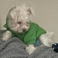 Luna, a female Miniature Schnauzer for sale in Vacaville, CA – 5 of 5