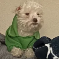 Luna, a female Miniature Schnauzer for sale in Vacaville, CA – 1 of 5