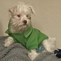 Luna, a female Miniature Schnauzer for sale in Vacaville, CA – 3 of 5