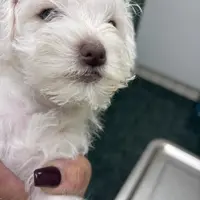 Luna, a female Miniature Schnauzer for sale in Vacaville, CA – 2 of 5