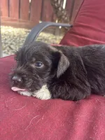 brownie , a male Miniature Schnauzer for sale in Vacaville, CA – 4 of 6