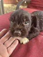 brownie , a male Miniature Schnauzer for sale in Vacaville, CA – 3 of 6