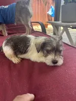 nena, a female Miniature Schnauzer for sale in Vacaville, CA – 2 of 4