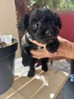 Blackie, a female Miniature Schnauzer for sale in Vacaville, CA – 2 of 8