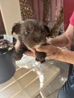 Betsy, a female Miniature Schnauzer for sale in Vacaville, CA – 6 of 7